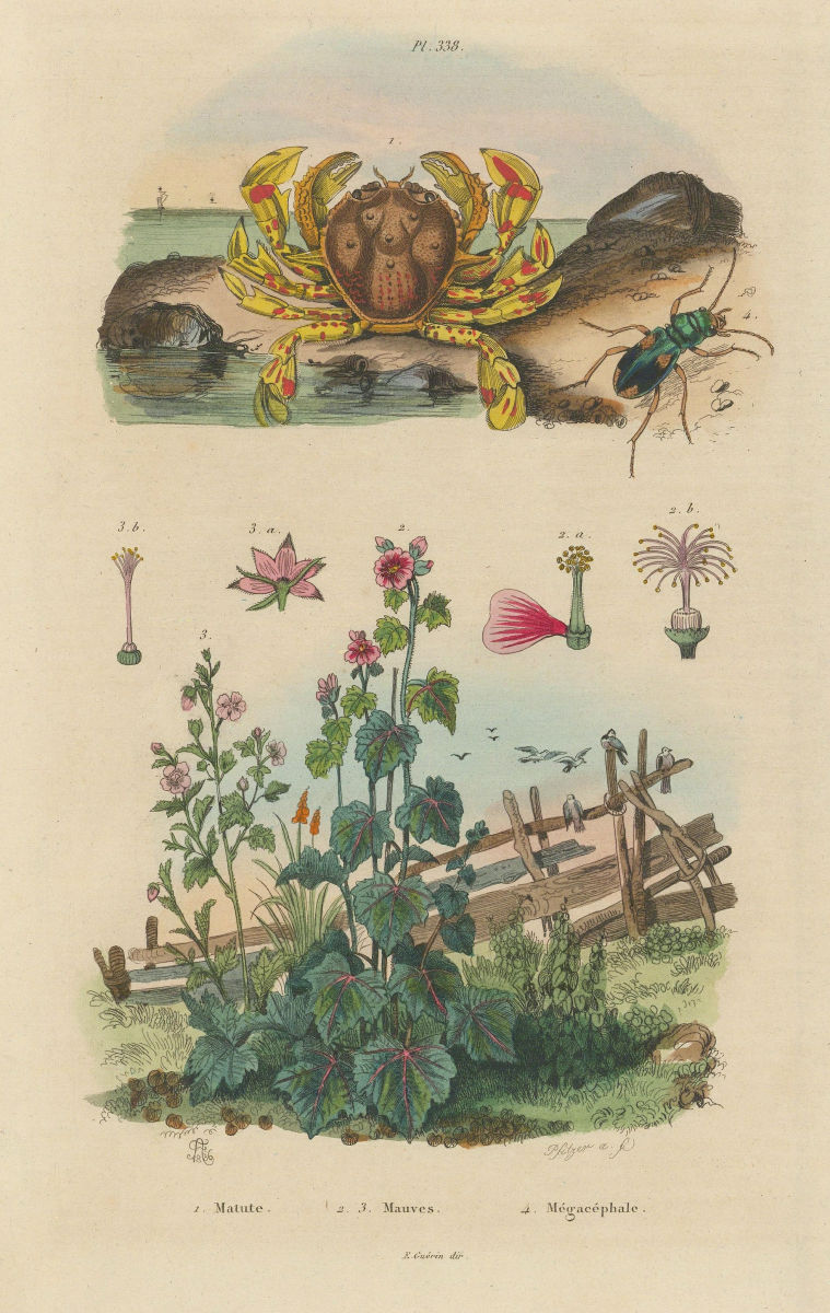 Matutidae (moon crab). Malva sylvestris (Mallow). Cicindela (tiger beetle) 1833